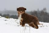 BERGER AUSTRALIEN PUPPIES 513